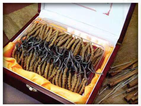 郭河镇冬虫夏草回收